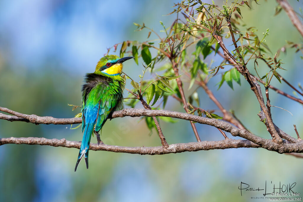 Swallow-tailed Bee-eater