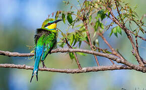 Swallow-tailed Bee-eater