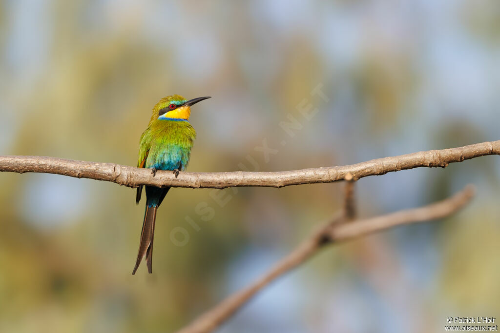 Swallow-tailed Bee-eater