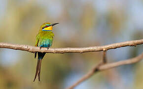 Swallow-tailed Bee-eater