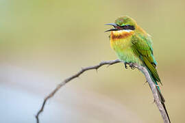 Blue-tailed Bee-eater