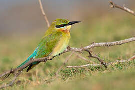 Blue-tailed Bee-eater