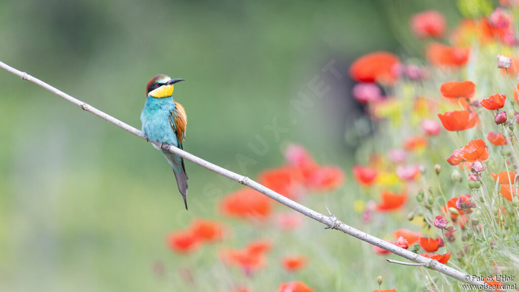 European Bee-eater