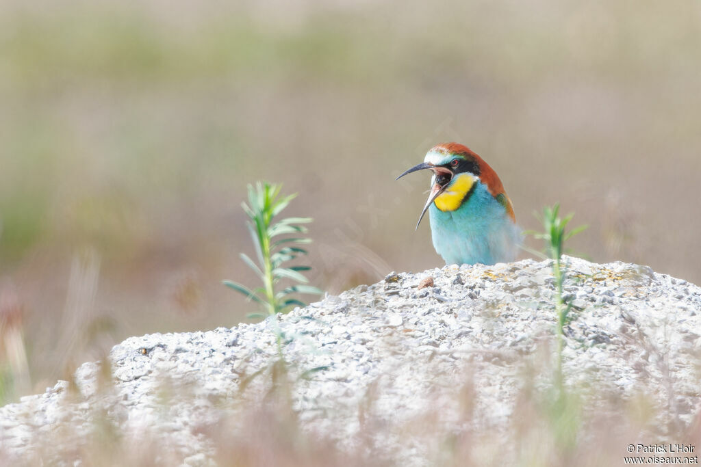 European Bee-eater