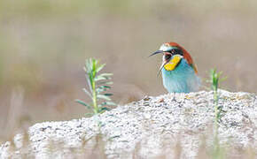 European Bee-eater