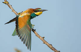 European Bee-eater