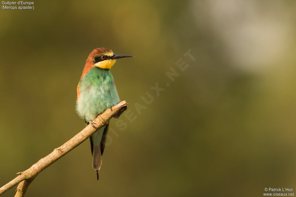 European Bee-eater