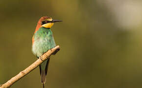 European Bee-eater