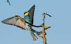 European Bee-eater