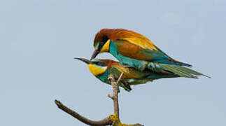 European Bee-eater