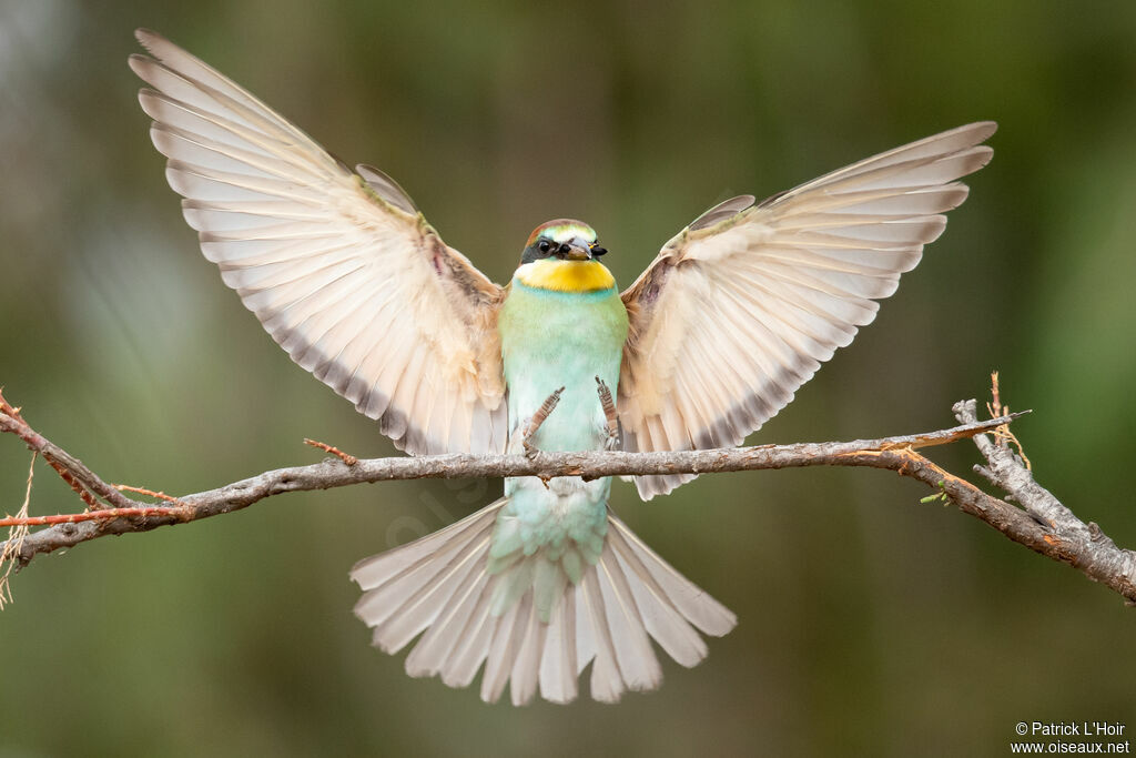 European Bee-eater