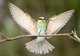 European Bee-eater