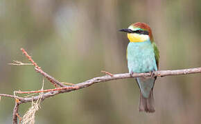 European Bee-eater