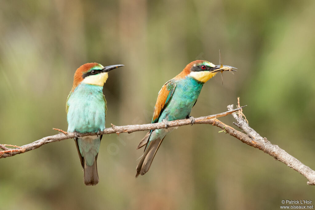 European Bee-eater