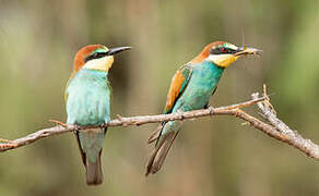 European Bee-eater