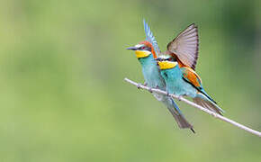 European Bee-eater