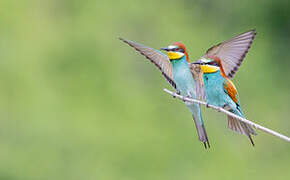 European Bee-eater