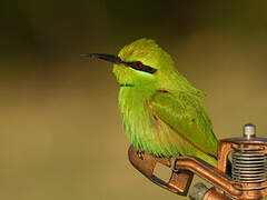 Green Bee-eater