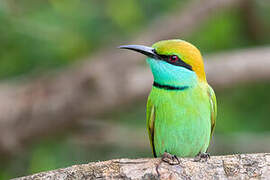 Asian Green Bee-eater