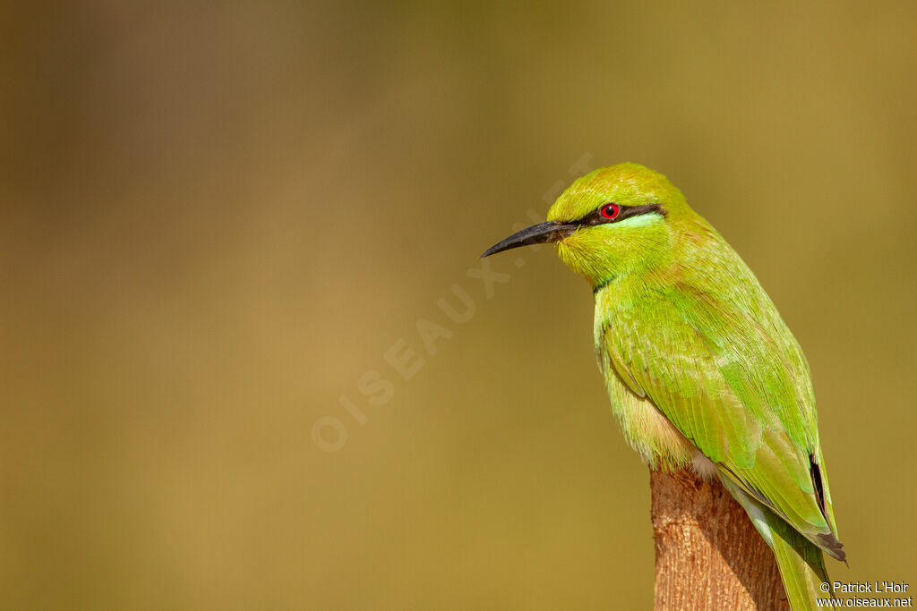 Green Bee-eater