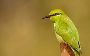 Asian Green Bee-eater