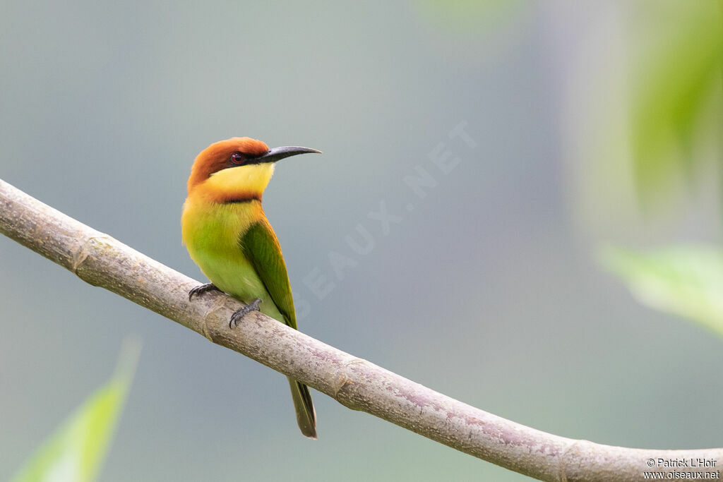 Chestnut-headed Bee-eateradult