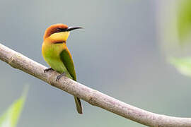 Chestnut-headed Bee-eater