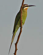 Olive Bee-eater