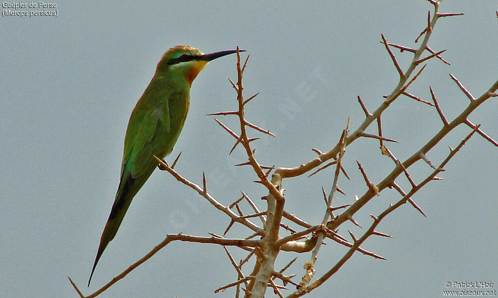 Blue-cheeked Bee-eater