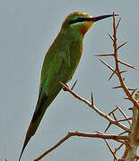 Blue-cheeked Bee-eater