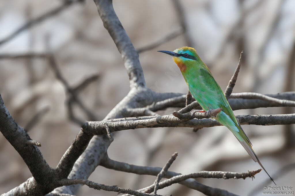 Blue-cheeked Bee-eater