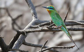 Blue-cheeked Bee-eater