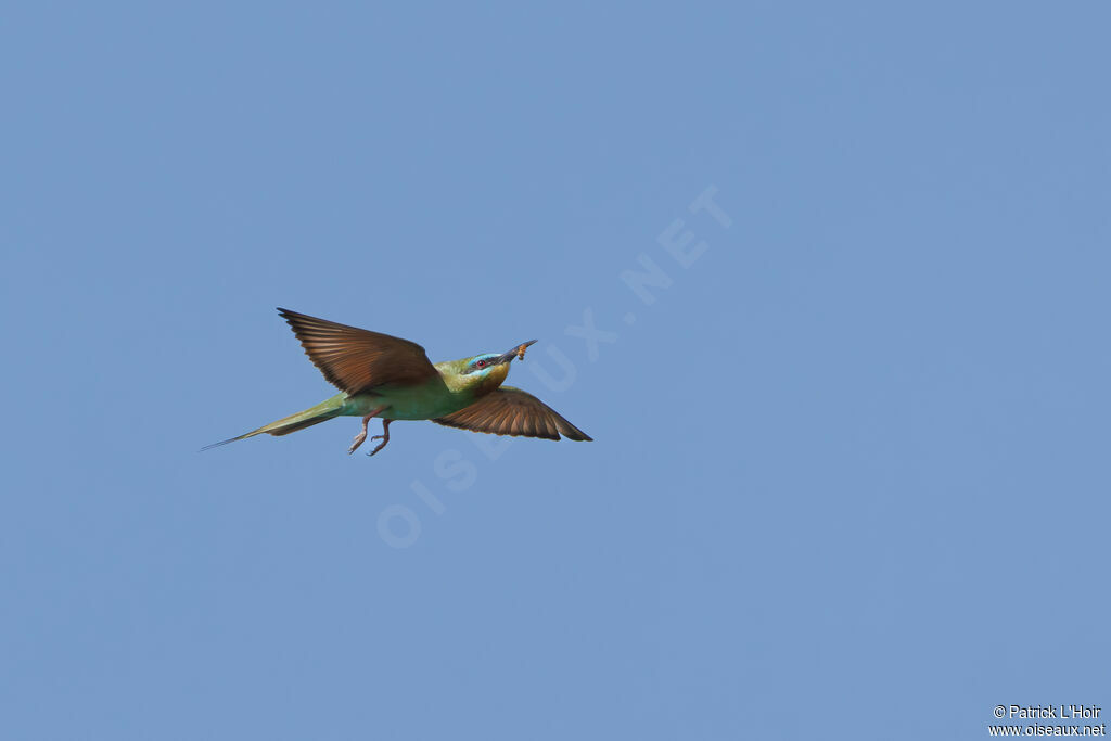 Blue-cheeked Bee-eater