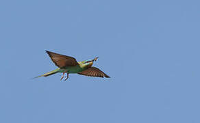 Blue-cheeked Bee-eater