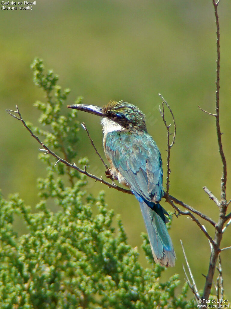 Somali Bee-eater