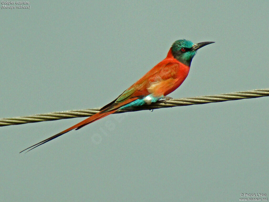 Northern Carmine Bee-eater