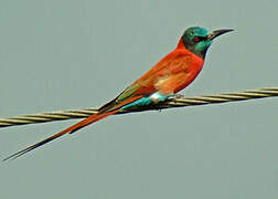 Northern Carmine Bee-eater