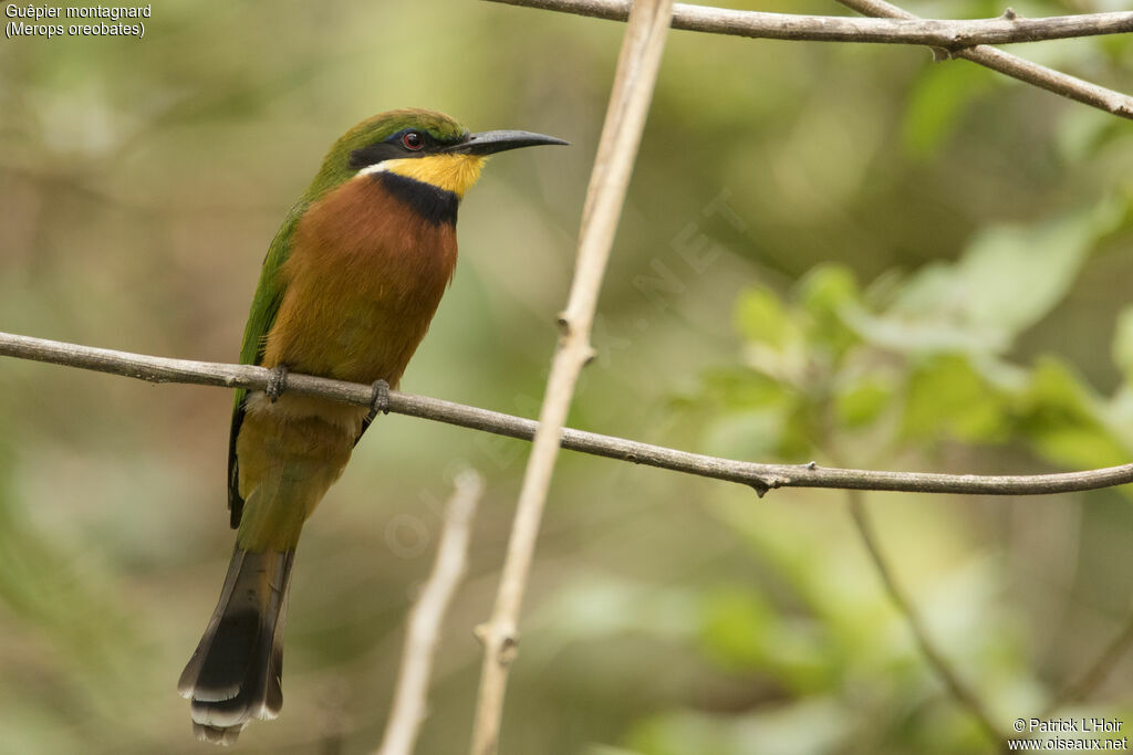 Guêpier montagnardadulte