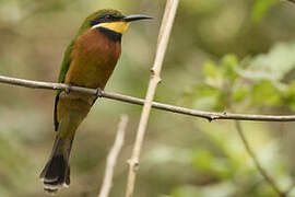 Cinnamon-chested Bee-eater