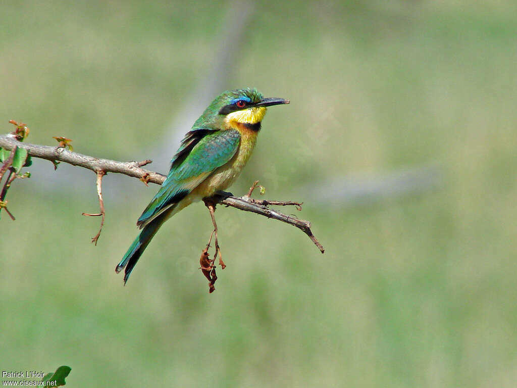 Guêpier nainadulte, identification