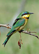 Little Bee-eater