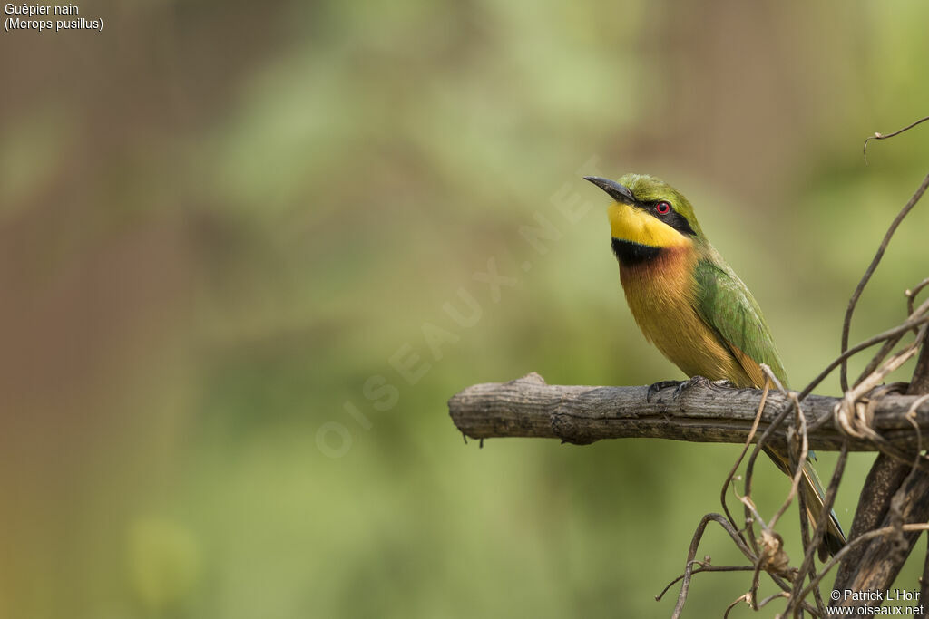 Little Bee-eater