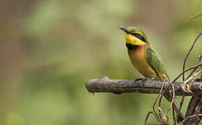 Little Bee-eater