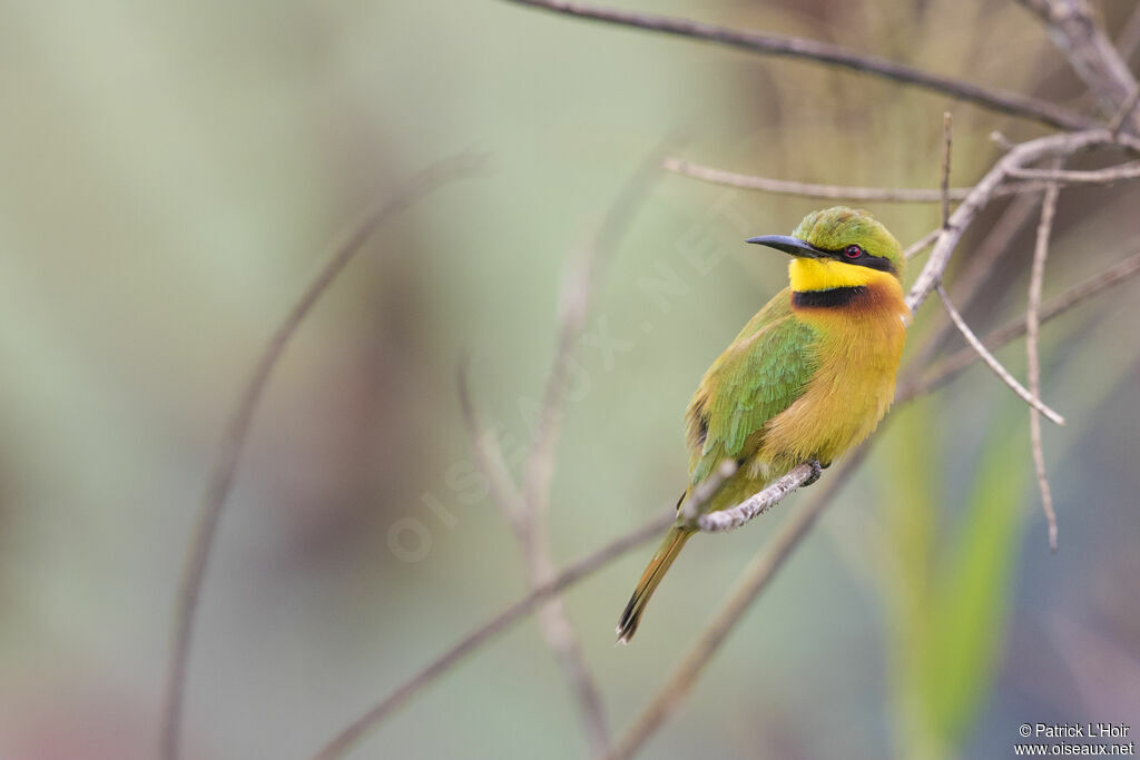 Little Bee-eater