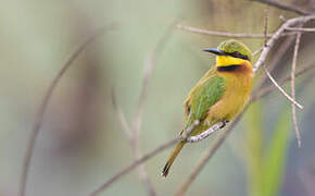 Little Bee-eater