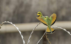 Little Bee-eater