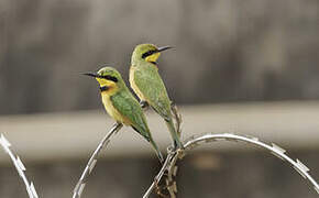 Little Bee-eater