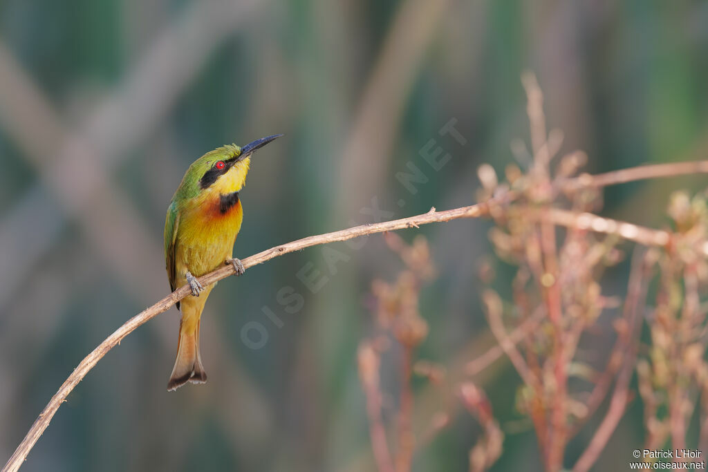 Little Bee-eater