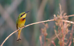 Little Bee-eater