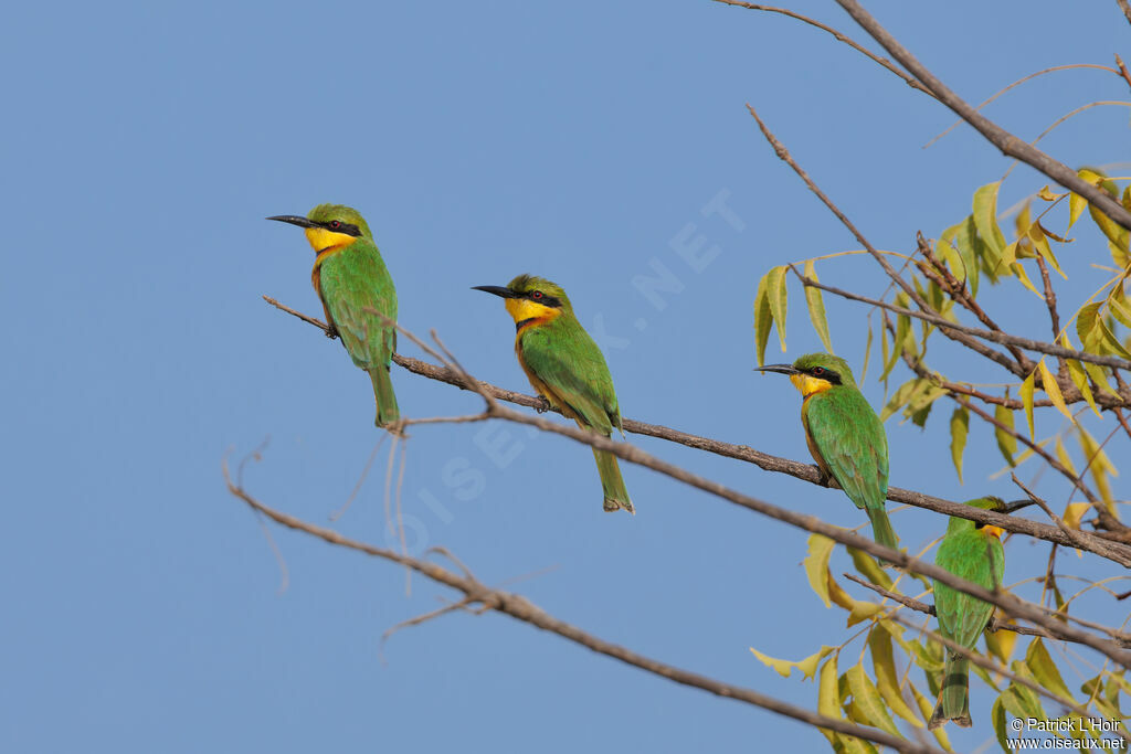 Little Bee-eater